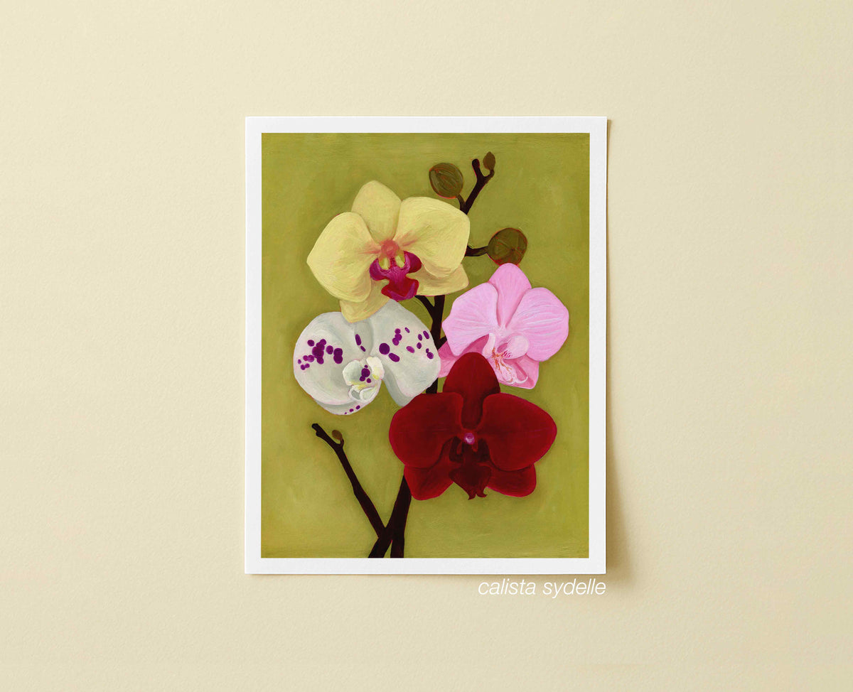 Orchid Daydream