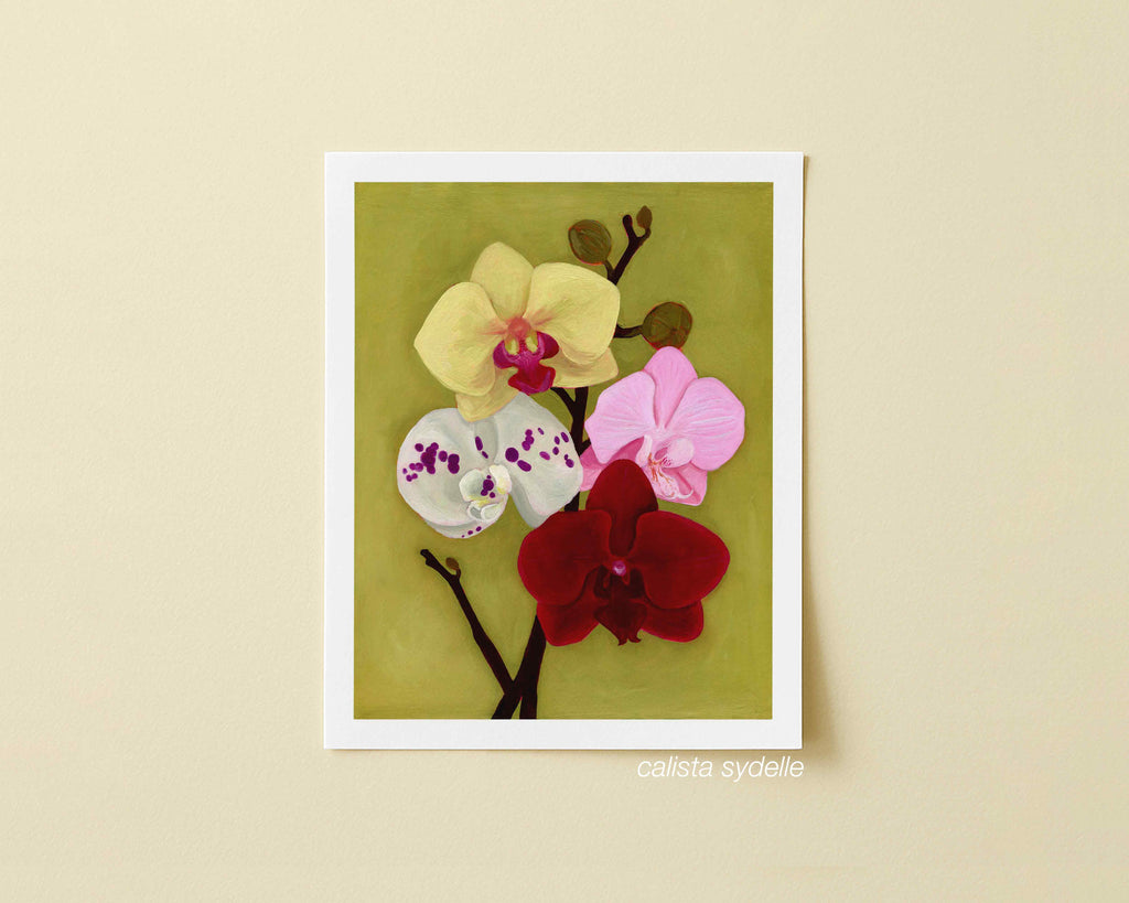 Orchid Daydream