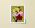 Orchid Daydream