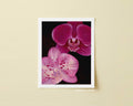 Orchid Glow