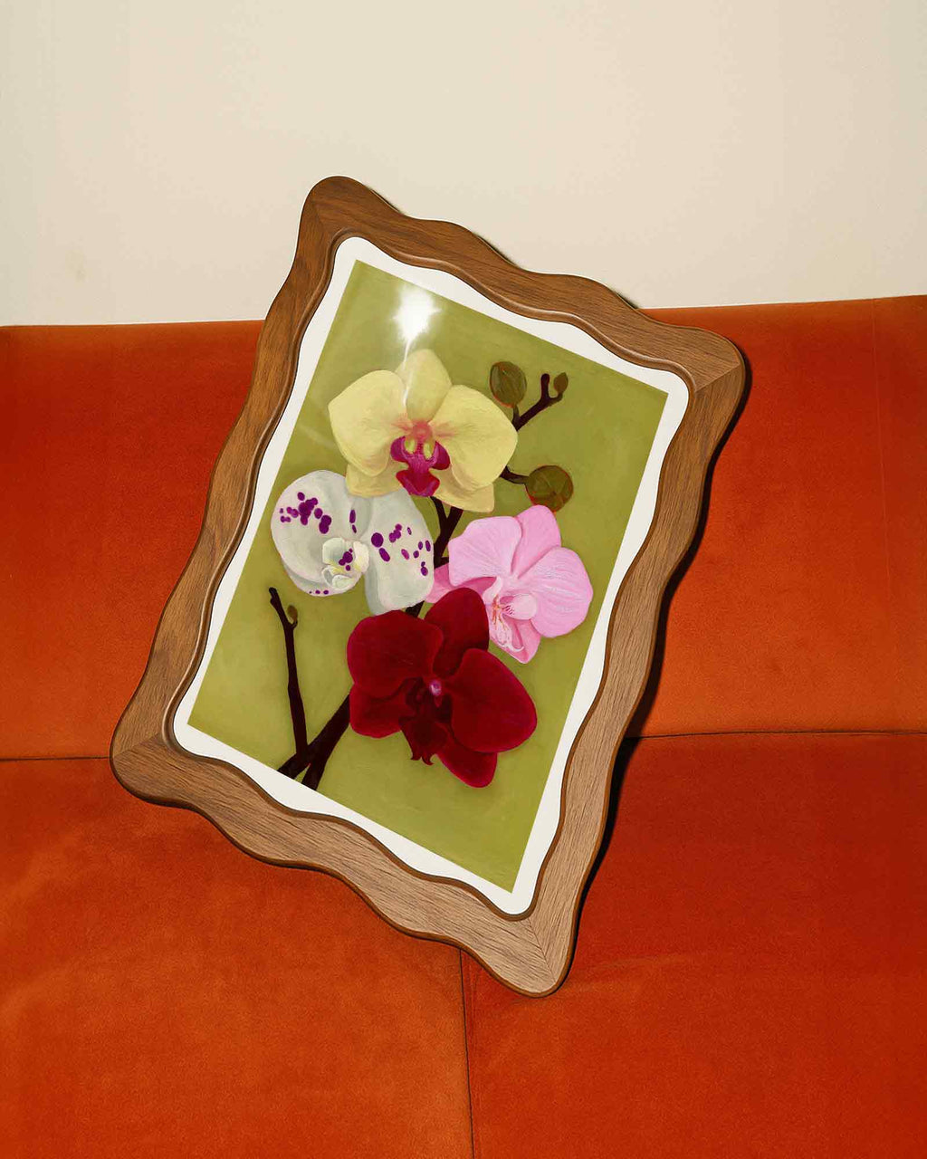 Orchid Daydream