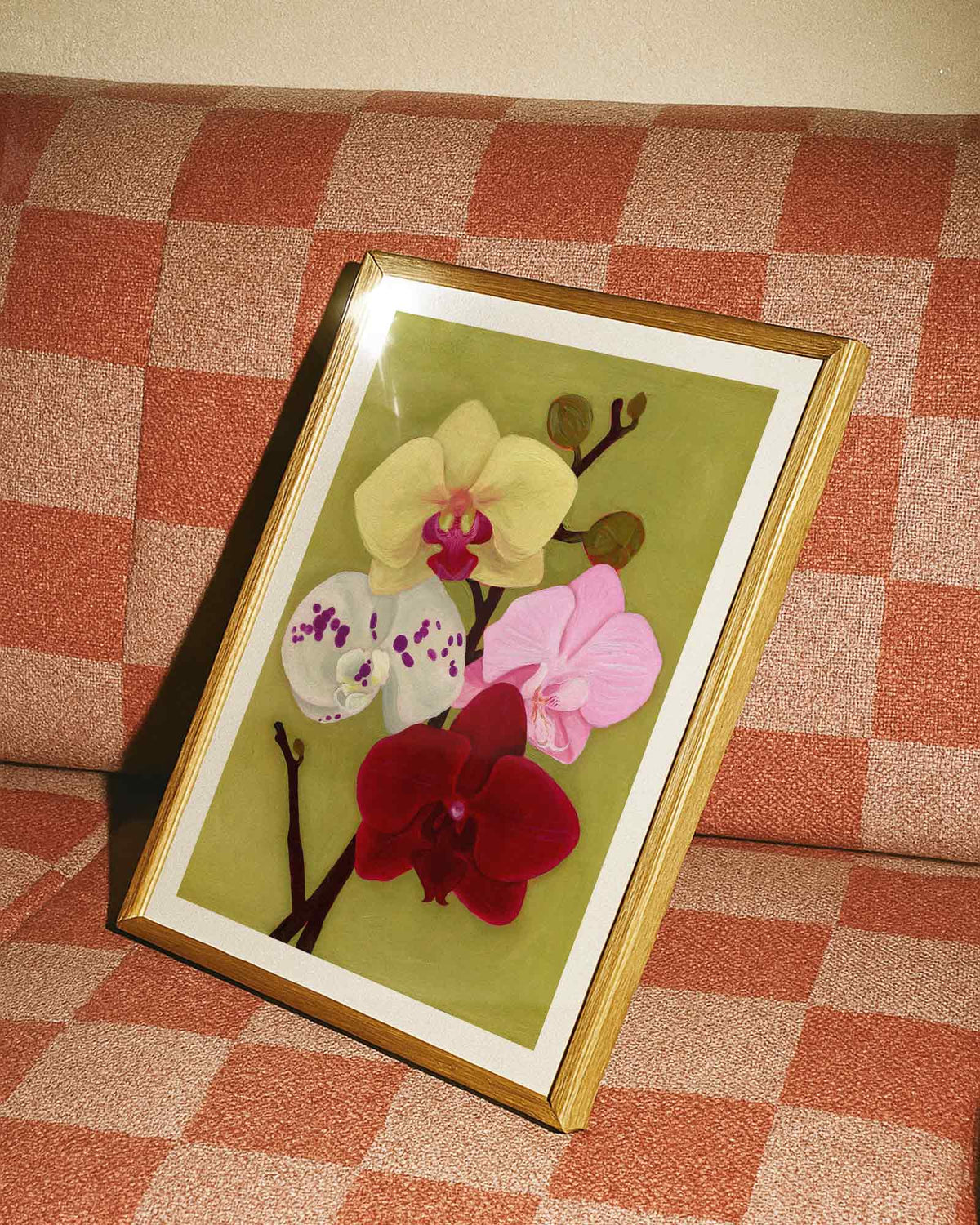 Orchid Daydream