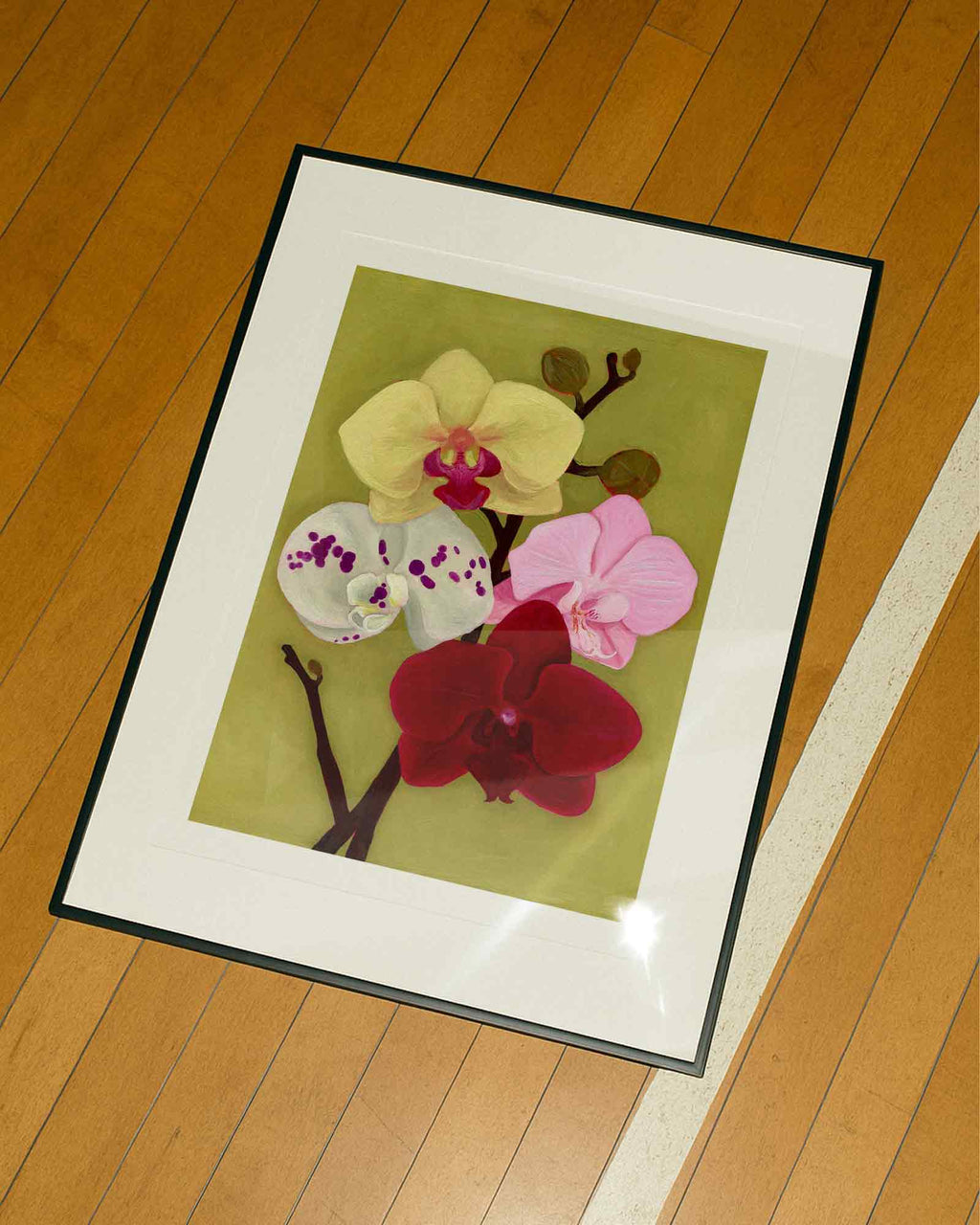 Orchid Daydream
