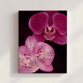 Orchid Glow